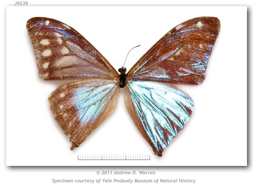Morpho aega (mosaic gynandromorph, Santa Catarina, Brazil, 4-1955 PMNH 2) (Internet Image property of respective owner, non-commercial use only)
